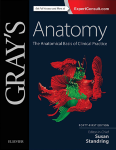 gray's anatomy pdf