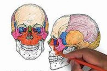 the anatomy coloring book pdf